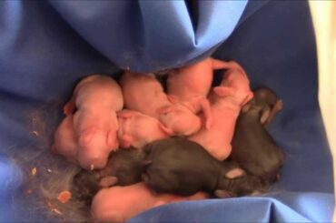 Preparing for the Flemish Giant Baby Bunny Challenge