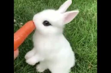 Cute Baby White Rabbit