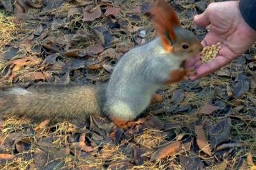 Best and funniest squirrel videos | Funny and cute animal compilation| New squirrel video 2020|