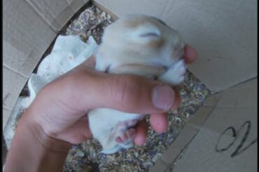 Baby bunnies (rabbits) They are cute!!!