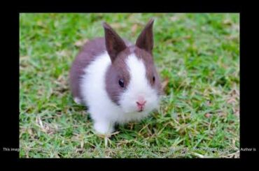 cute bunnies