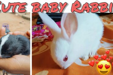 Cute Baby Rabbit || Attractive || Discover BEST ||