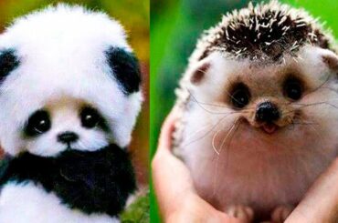 Cutest animals! Cute baby animals Videos Compilation cute moment of the animals #1