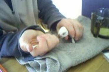 Baby rabbit at 12 days old being hand fed
