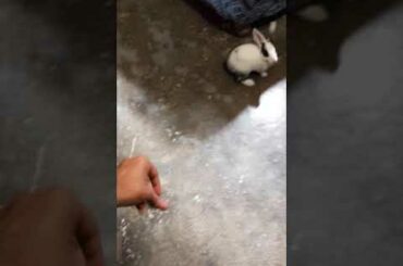 Training my baby bunny 🐇🐰
