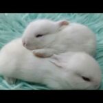 Cuttest Baby Bunny / Rabbits