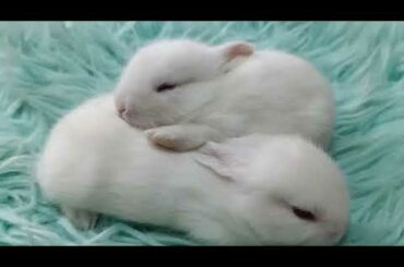 Cuttest Baby Bunny / Rabbits