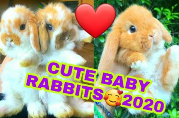 FUNNY AND CUTE BABY RABBITS 🥰🥰/BABY RABBITS COMPILATION 2020❤#babyrabbits #cutybabies #funnyrabbits