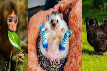 WEIRD ANIMALS - FUNNY VIDEOS ON ANIMALS