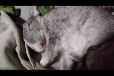 Baby Bunny Sleeping