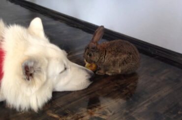 Bunny rabbit and german shepherds arguing over a pear! Too cute!