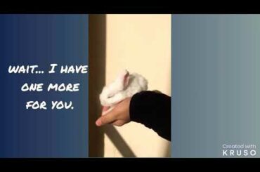 Rabbit babies!