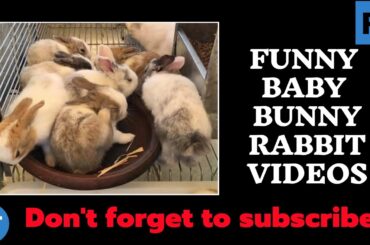 Funny Baby Bunny Rabbit Videos - Cute Rabbits Compilation 2020 - Funny Pet Videos