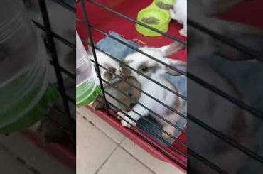 Cute baby bunnies drink water