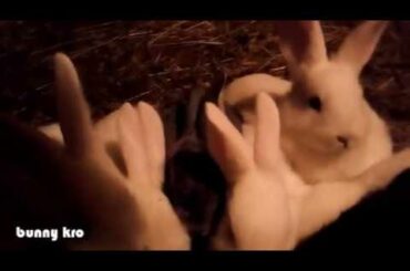 funny baby bunny rabbit videos. ウサギ. cute baby bunnies. うさぎ. baby rabbits drinking water.  pet. 토끼