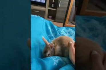 Cute dwarf rabbit