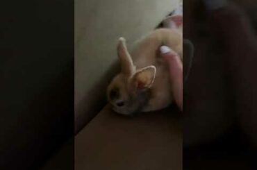 My cute dwarf rabbit