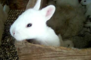 Ranch pony has baby bunnies so cute watch them jump