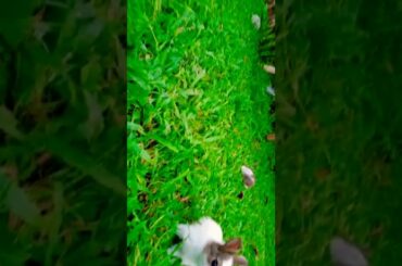 Cute baby rabbit video
