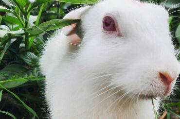 Bunny likes to destroy everything that comes his way