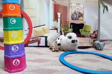 Conejitos lindos bebe Cute baby bunnies