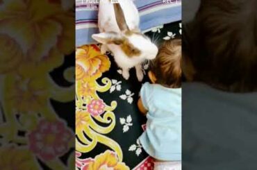 Took took rabbit🐇 ke sath khel rhi...
