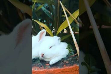 Cute Rabbit
