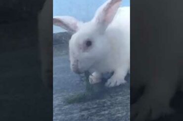 Master Bunny Rabbit | The Natural Beautiful Rabbit Bunny Small Baby Beauties | BUNNY'S MASTER'S