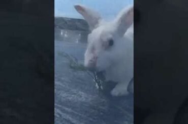 Master Bunny Rabbit | The Natural Beautiful Rabbit Bunny Small Baby Beauties | BUNNY'S MASTER'S