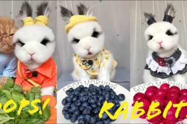 Cute Baby Bunny Rabbit Video Compilation 2020