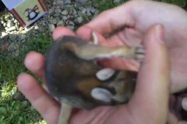 Finding Baby Rabbits!