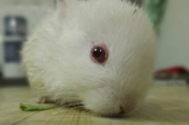 OMG!!! 😱😱😱Only 19 days cute Baby rabbit eating grass 👌❤🙏
