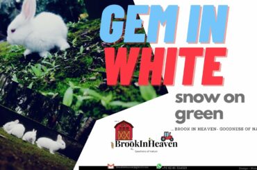 Rabbit | Paws of puddle |Gem in White | Cute Baby Rabbit | Snow On green | Relaxing