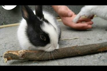 Cute baby rabbits eating and playing with berry