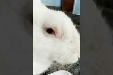 Master Bunny Rabbit | The Natural Beautiful Rabbit Bunny Small Baby Beauties | BUNNY'S MASTER'S