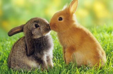 Funny and Cute Baby Bunny Rabbit Videos 🐇 Baby Animal Video Compilation (2020)||Cute Rabbits