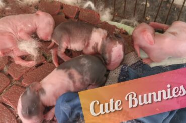 Funny and Cute Newborn Baby Bunny