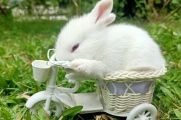 Cute Baby Bunny Play Time