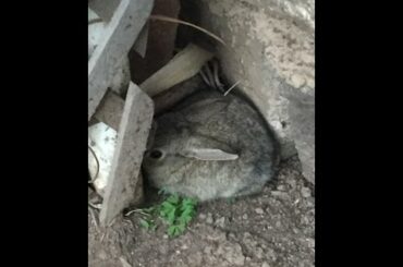 Scared Little Rabbit / Baby Rabbit