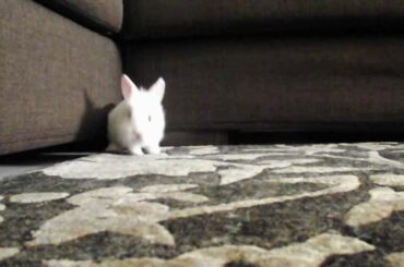 Bunny rabbit being cute and funny