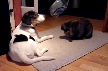Rabbit beats dog - funny, cute