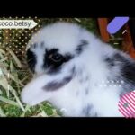 Cute Homey Mini Lop Rabbit ~ Coco Betsy