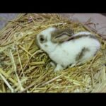 Baby bunny Rabbit is shy/funny and cute baby bunny Rabbit videos/Newborn baby bunnies/Hasen baby