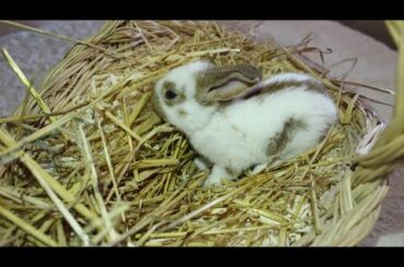 Baby bunny Rabbit is shy/funny and cute baby bunny Rabbit videos/Newborn baby bunnies/Hasen baby
