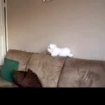Baby rabbit nibbles cashews v2 - stop motion animation