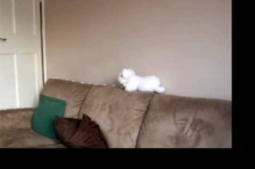 Baby rabbit nibbles cashews v2 - stop motion animation