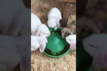 Cute baby animals at barley lands farm #1 bunny's and guinea pigs!