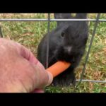 Baby bunny eating carrot