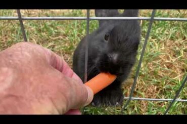 Baby bunny eating carrot