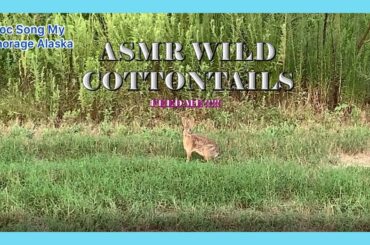 ASMR Baby Cottontail Bunny Wild Rabbit-Cuoc Song My